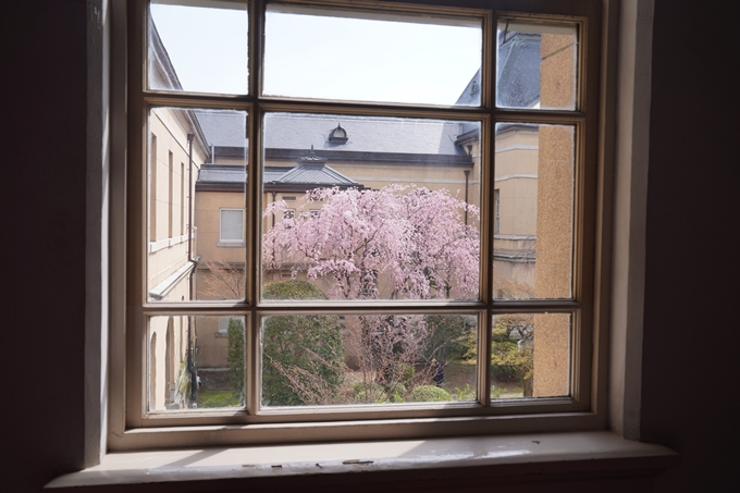 京都_桜情報_2022_19　京都府庁旧本館　No14