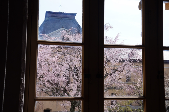 京都_桜情報_2022_19　京都府庁旧本館　No15