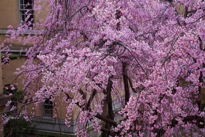 京都_桜情報_2022_19　京都府庁旧本館　No17