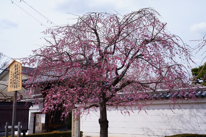 京都_桜情報_2022_20　妙顕寺　No2