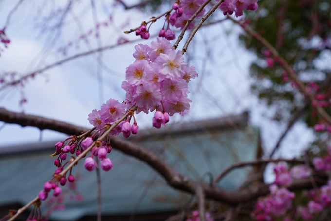 京都_桜情報_2022_20　妙顕寺　No5