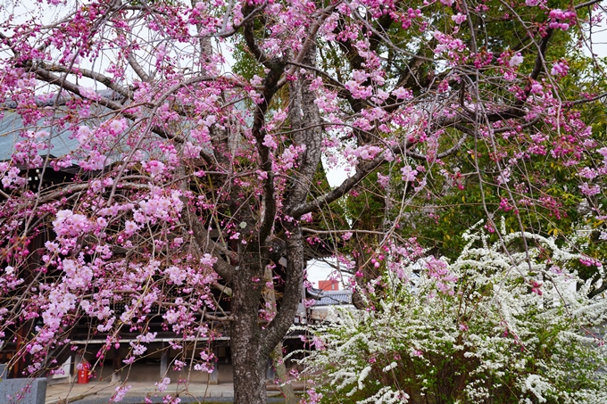 京都_桜情報_2022_20　妙顕寺　No4