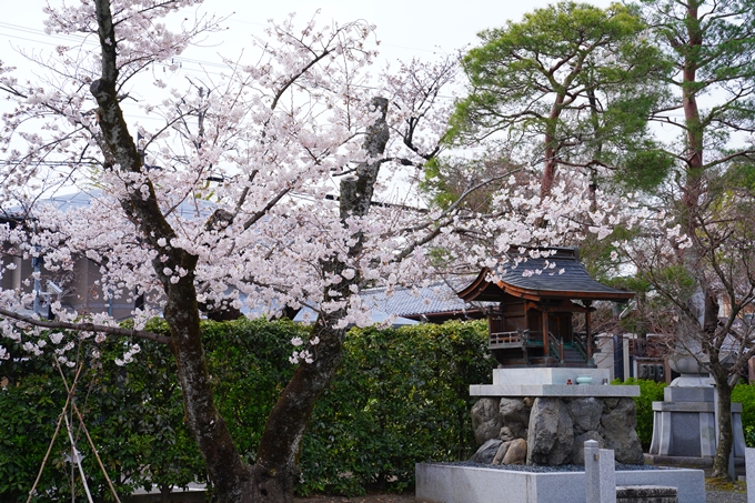 京都_桜情報_2022_20　妙顕寺　No6