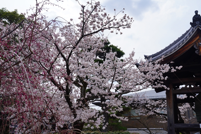 京都_桜情報_2022_20　妙顕寺　No7