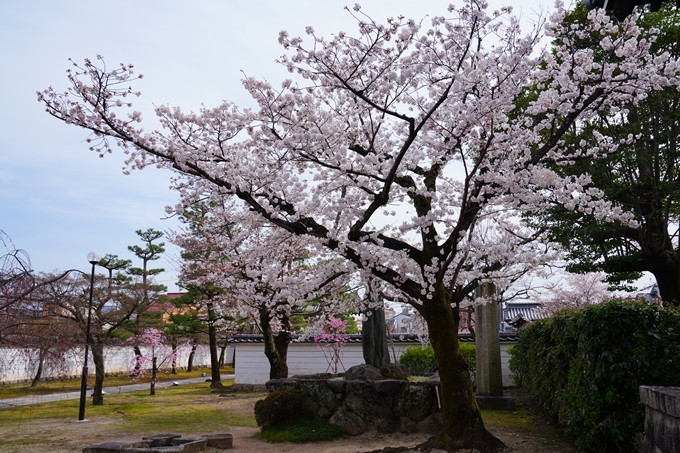 京都_桜情報_2022_20　妙顕寺　No8