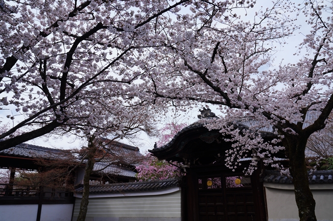 京都_桜情報_2022_20　妙顕寺　No9