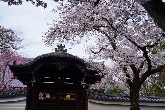 京都_桜情報_2022_20　妙顕寺　No10