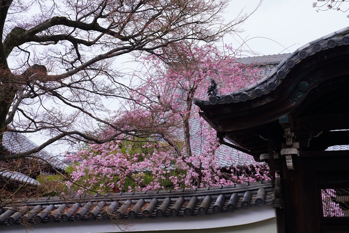 京都_桜情報_2022_20　妙顕寺　No11