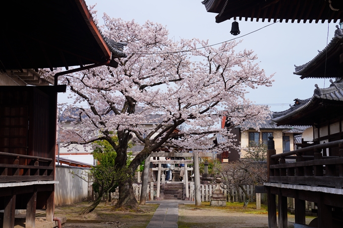 京都_桜情報_2022_20　妙顕寺　No12