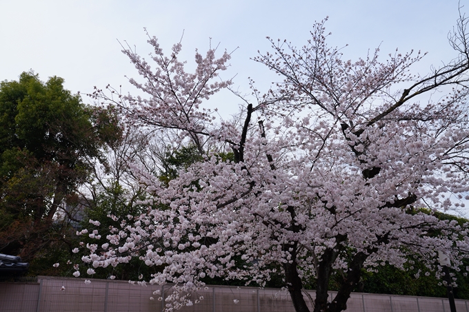 京都_桜情報_2022_21　本法寺　No2