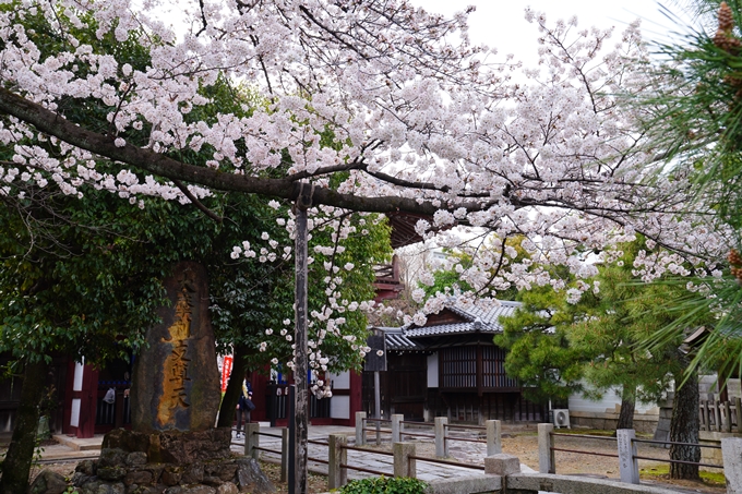 京都_桜情報_2022_21　本法寺　No3