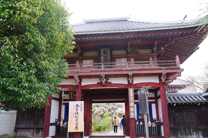 京都_桜情報_2022_21　本法寺　No4