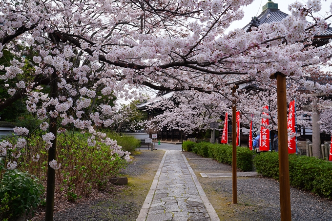 京都_桜情報_2022_21　本法寺　No5