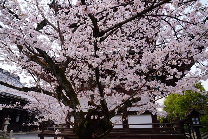 京都_桜情報_2022_21　本法寺　No6