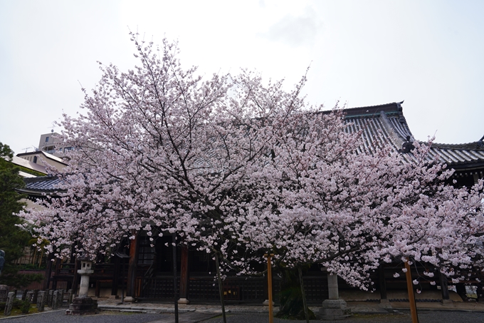 京都_桜情報_2022_21　本法寺　No8