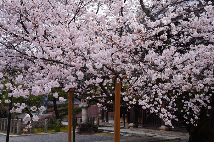 京都_桜情報_2022_21　本法寺　No9