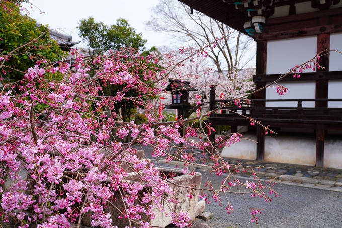 京都_桜情報_2022_21　本法寺　No10