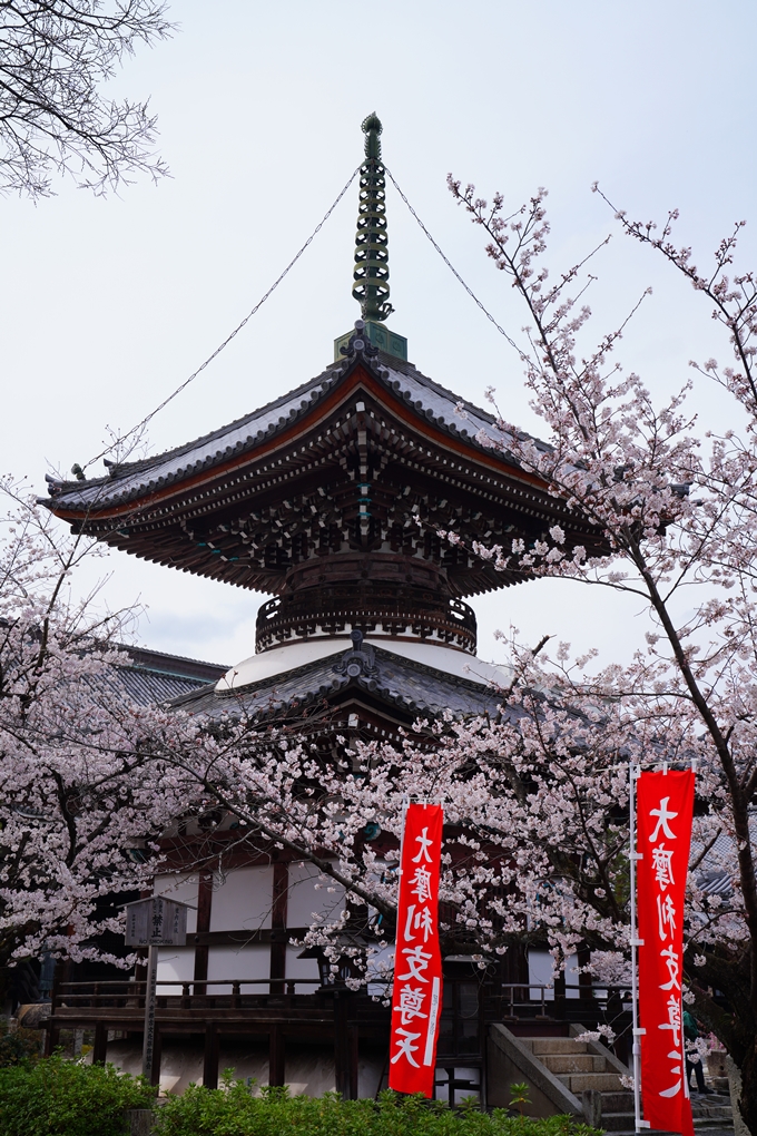 京都_桜情報_2022_21　本法寺　No13