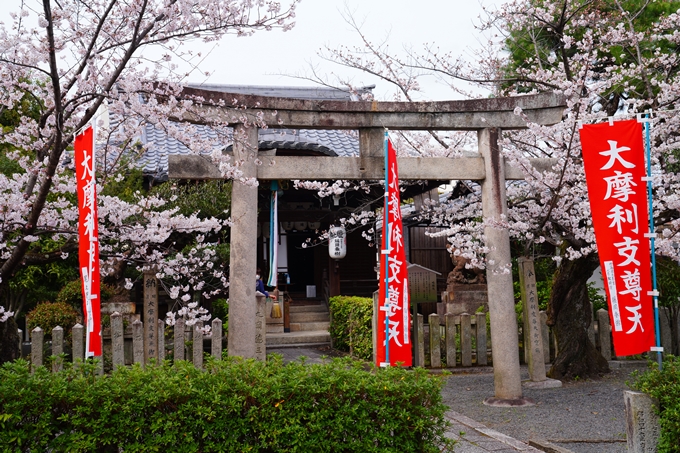 京都_桜情報_2022_21　本法寺　No11