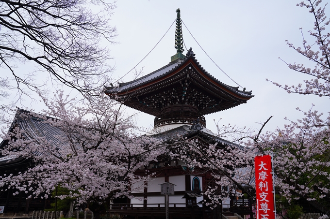 京都_桜情報_2022_21　本法寺　No12