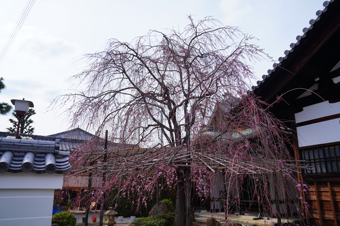 京都_桜情報_2022_22　妙蓮寺　No4