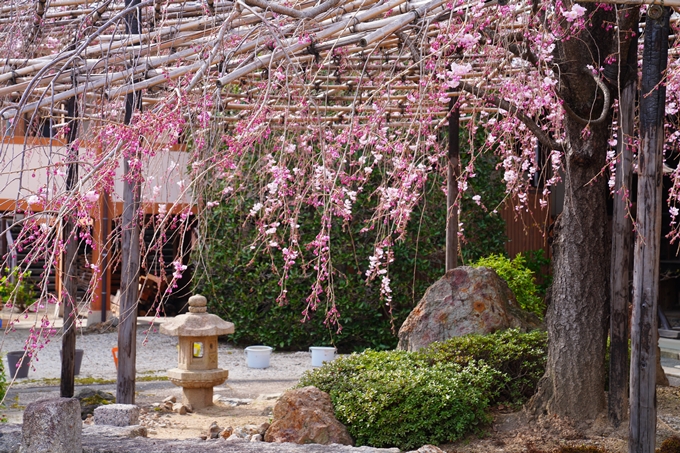 京都_桜情報_2022_22　妙蓮寺　No5