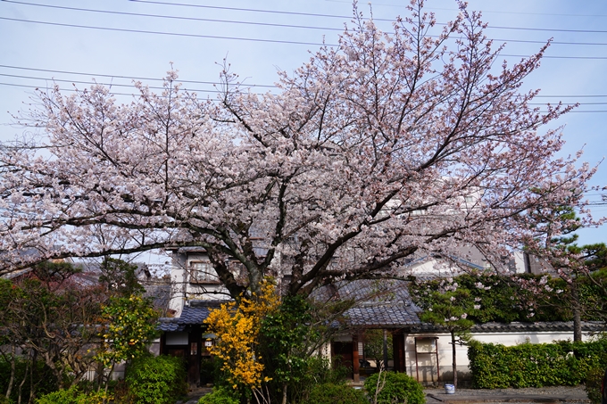 京都_桜情報_2022_22　妙蓮寺　No6