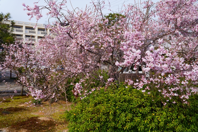 京都_桜情報_2022_22　妙蓮寺　No7