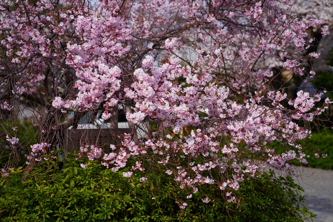 京都_桜情報_2022_22　妙蓮寺　No8