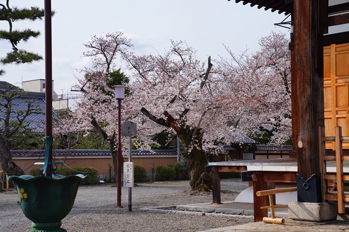 京都_桜情報_2022_22　妙蓮寺　No10