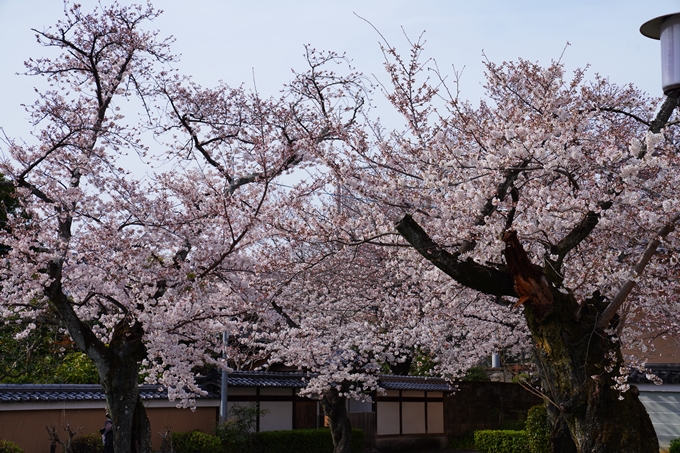 京都_桜情報_2022_22　妙蓮寺　No11