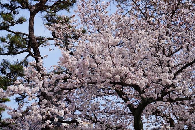 京都_桜情報_2022_22　妙蓮寺　No12