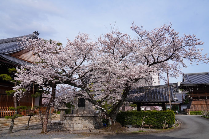 京都_桜情報_2022_22　妙蓮寺　No13