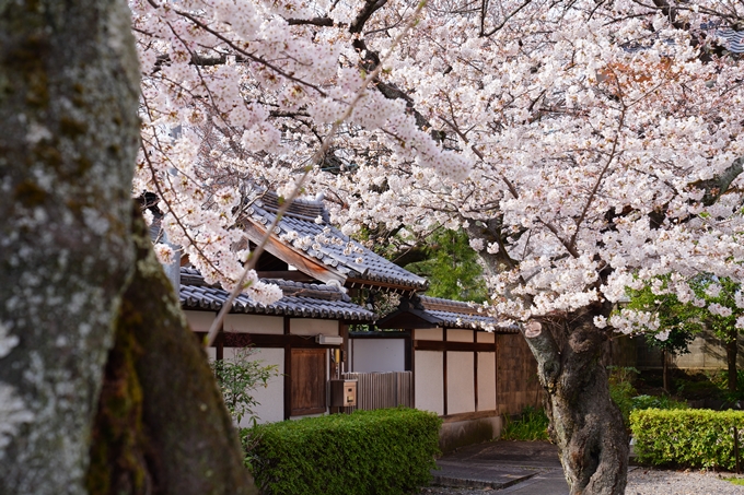 京都_桜情報_2022_22　妙蓮寺　No14