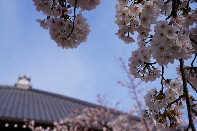 京都_桜情報_2022_22　妙蓮寺　No15