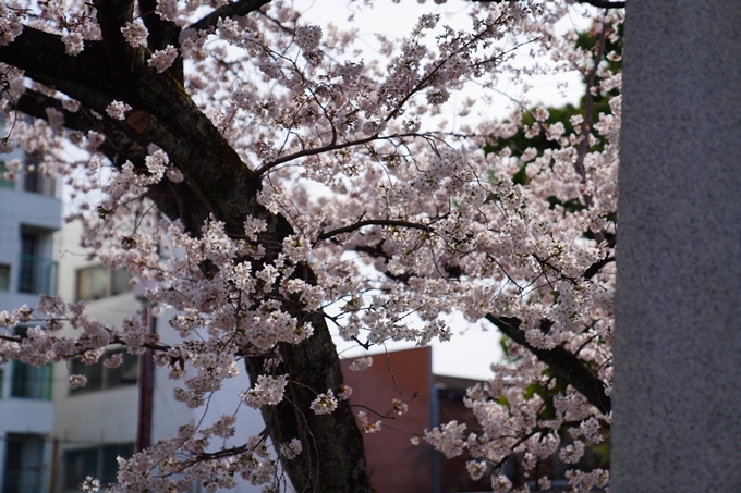 京都_桜情報_2022_22　妙蓮寺　No17