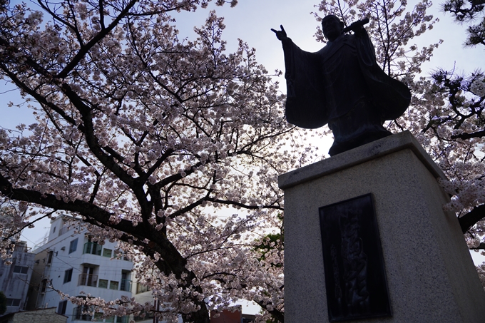 京都_桜情報_2022_22　妙蓮寺　No16