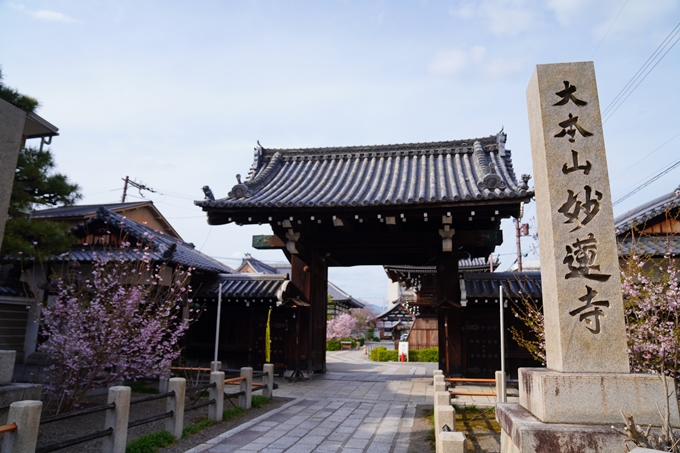 京都_桜情報_2022_22　妙蓮寺　No2