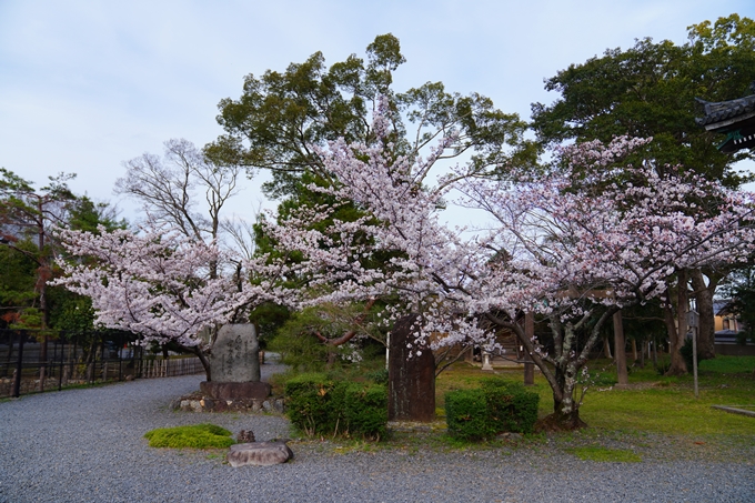 京都_桜情報_2022_23　嵯峨釈迦堂　No4