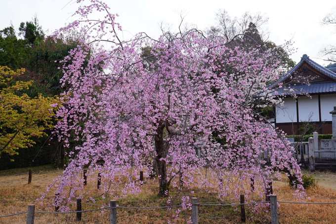 京都_桜情報_2022_23　嵯峨釈迦堂　No5