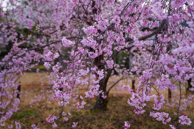 京都_桜情報_2022_23　嵯峨釈迦堂　No6