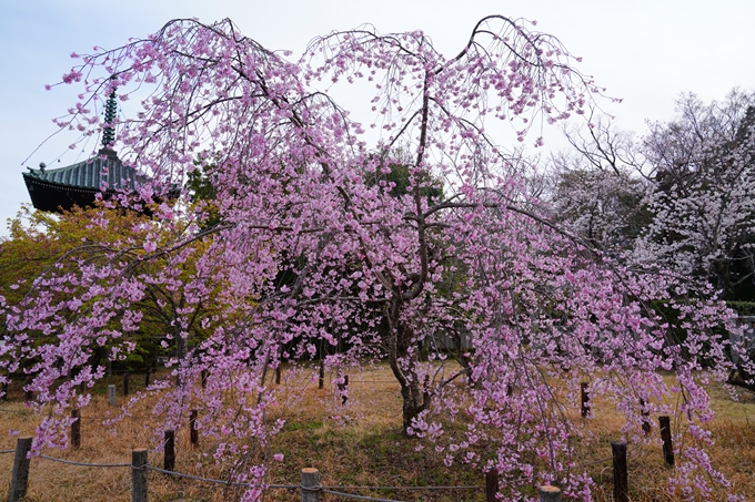 京都_桜情報_2022_23　嵯峨釈迦堂　No7