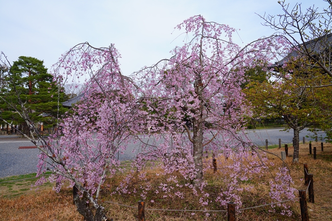 京都_桜情報_2022_23　嵯峨釈迦堂　No8