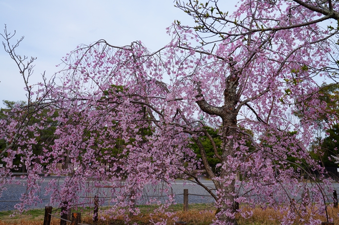 京都_桜情報_2022_23　嵯峨釈迦堂　No9