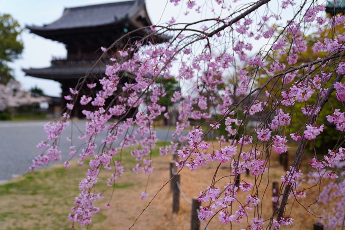 京都_桜情報_2022_23　嵯峨釈迦堂　No10