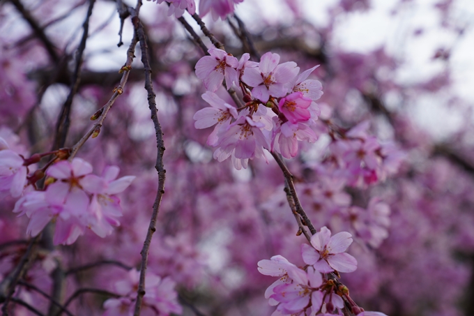 京都_桜情報_2022_23　嵯峨釈迦堂　No12