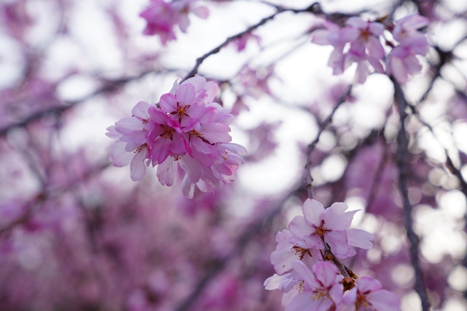 京都_桜情報_2022_23　嵯峨釈迦堂　No13