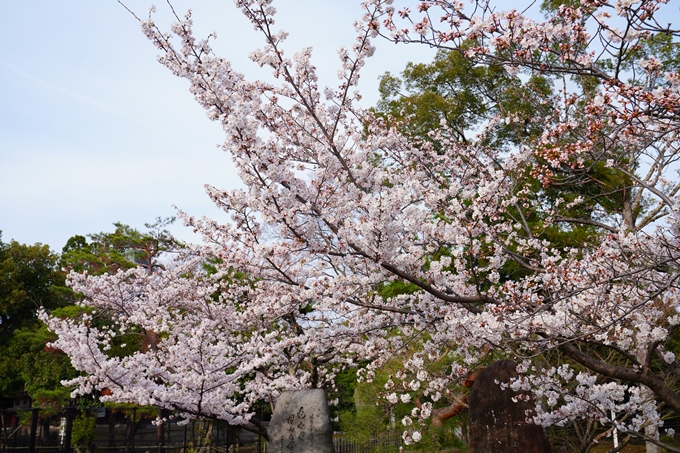 京都_桜情報_2022_23　嵯峨釈迦堂　No11