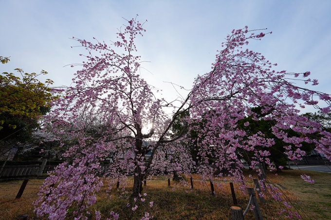 京都_桜情報_2022_23　嵯峨釈迦堂　No14