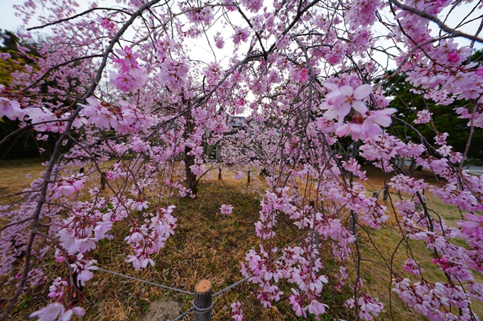 京都_桜情報_2022_23　嵯峨釈迦堂　No15